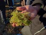 Field tools to assess the soil carbon content