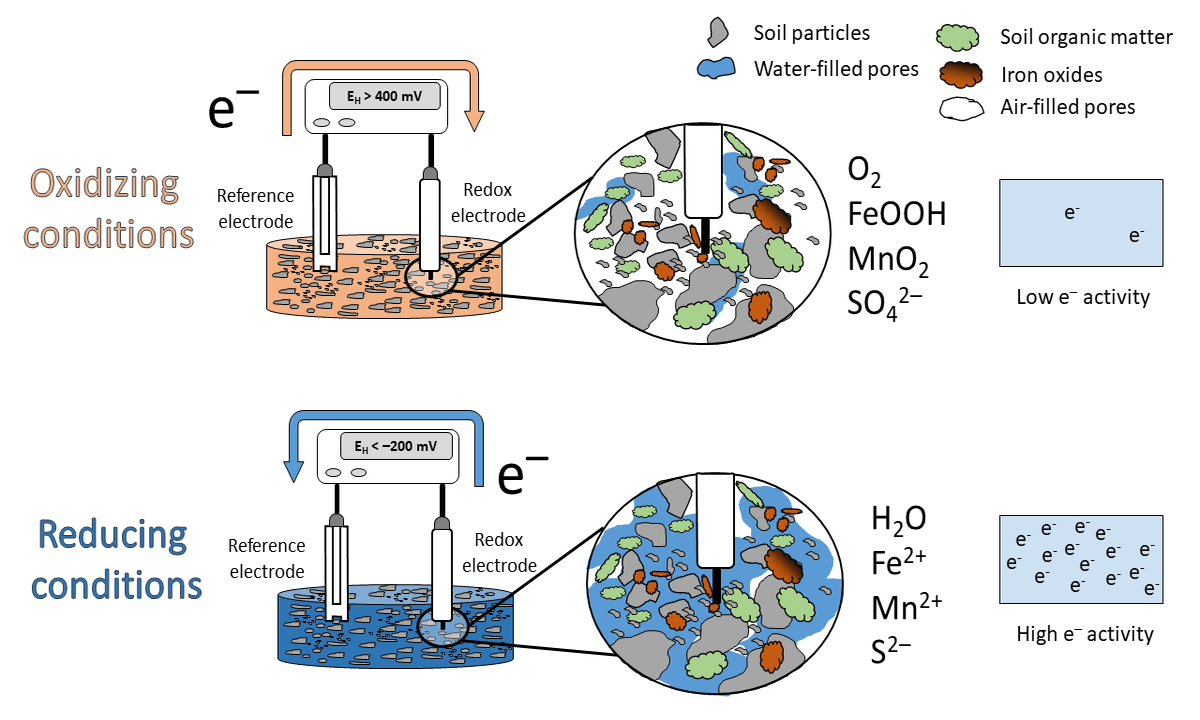 Animation of the idealized scheme when measureing redox potentials in soils.