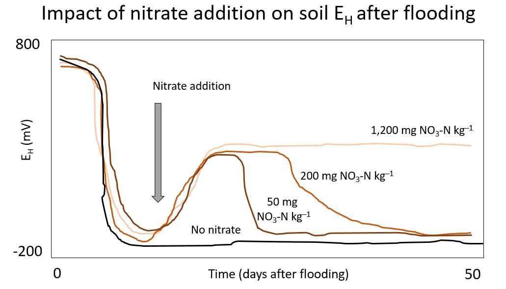 Idealized E~H~ development after nitrate addition subsequent to flooding of a soil. Redrawn from Reddy and DeLaune, 2008.